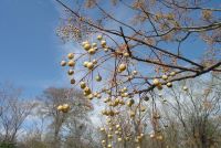 Chinaberry tree_invasive
